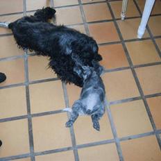 Cocker spaniel Lovely Cocker Vanja