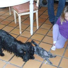 Cocker spaniel Lovely Cocker Vanja