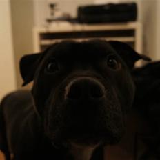 Staffordshire bull terrier *victor* HVIL I FRED<3