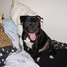 Staffordshire bull terrier *victor* HVIL I FRED<3