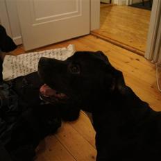 Staffordshire bull terrier *victor* HVIL I FRED<3