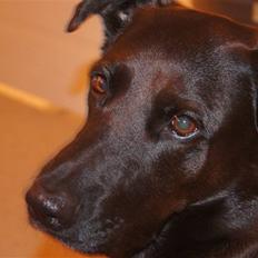 Blanding af racer Sheba