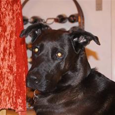 Blanding af racer Sheba