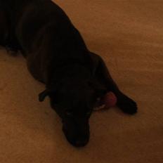 Blanding af racer Sheba