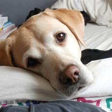 Labrador retriever Celine