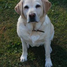 Labrador retriever Celine