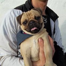 Mops Tayson