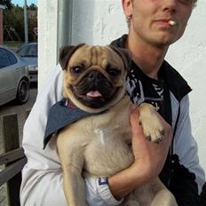 Mops Tayson