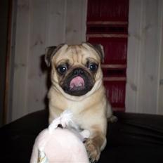 Mops Tayson