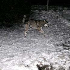 Alaskan malamute Malou