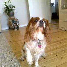 Cavalier king charles spaniel Molly <3 <3 :*