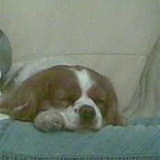 Cavalier king charles spaniel Molly <3 <3 :*