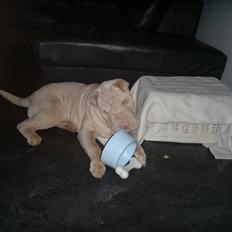 Shar pei Jamaika von Isabella moon