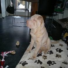 Shar pei Jamaika von Isabella moon