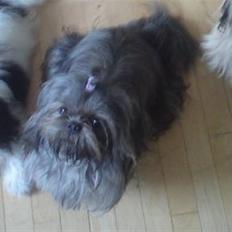 Shih tzu Matilde