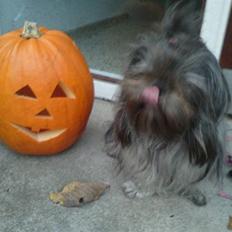 Shih tzu Matilde