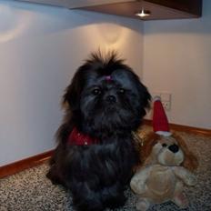 Shih tzu Matilde
