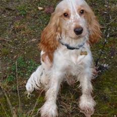 Cocker spaniel Stuart