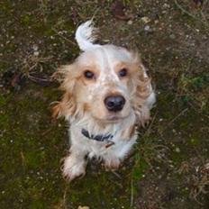 Cocker spaniel Stuart