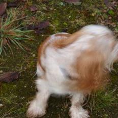 Cocker spaniel Stuart