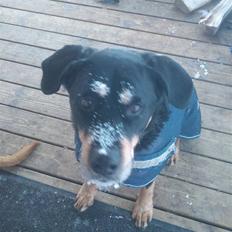 Blanding af racer Chico R.I.P 5/12/2011 :´(