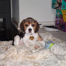 Beagle Bella