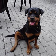 Rottweiler Tess <3