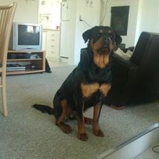 Rottweiler Tess <3