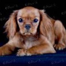 Cavalier king charles spaniel Frølundens Zabi