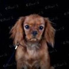 Cavalier king charles spaniel Frølundens Zabi