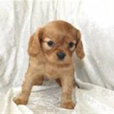 Cavalier king charles spaniel Frølundens Zabi