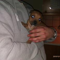 Staffordshire bull terrier Milo