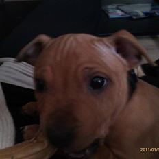 Staffordshire bull terrier Milo