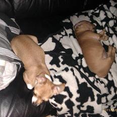Staffordshire bull terrier Milo