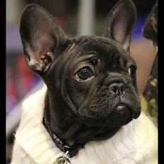 Fransk bulldog Agnes