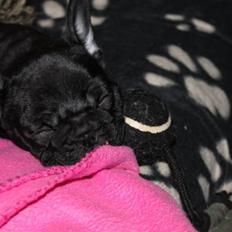 Fransk bulldog Agnes