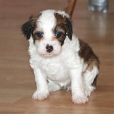Chinese crested powder puff Chantilly