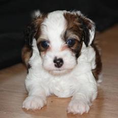 Chinese crested powder puff Chantilly