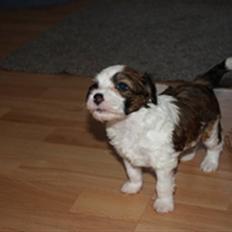 Chinese crested powder puff Chantilly