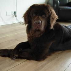 Newfoundlænder Alma