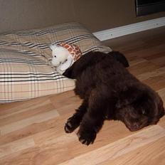 Newfoundlænder Alma