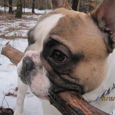 Fransk bulldog Walter