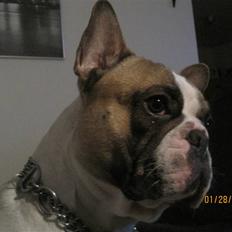 Fransk bulldog Walter