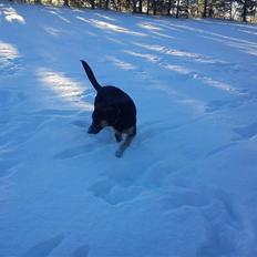 Blanding af racer Bølle *SOLGT