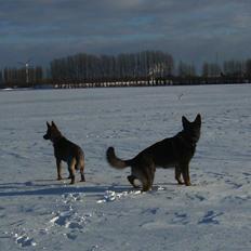 Schæferhund Team Kenzally Bascha