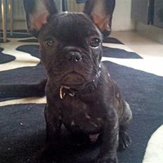 Fransk bulldog Ozzy