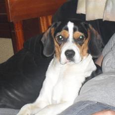 Blanding af racer Sally 