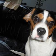 Blanding af racer Sally 