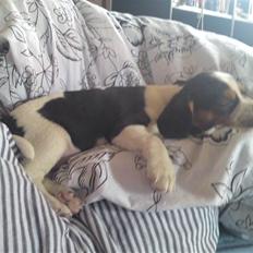 Blanding af racer Sally 