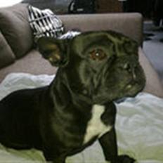 Fransk bulldog Petri..